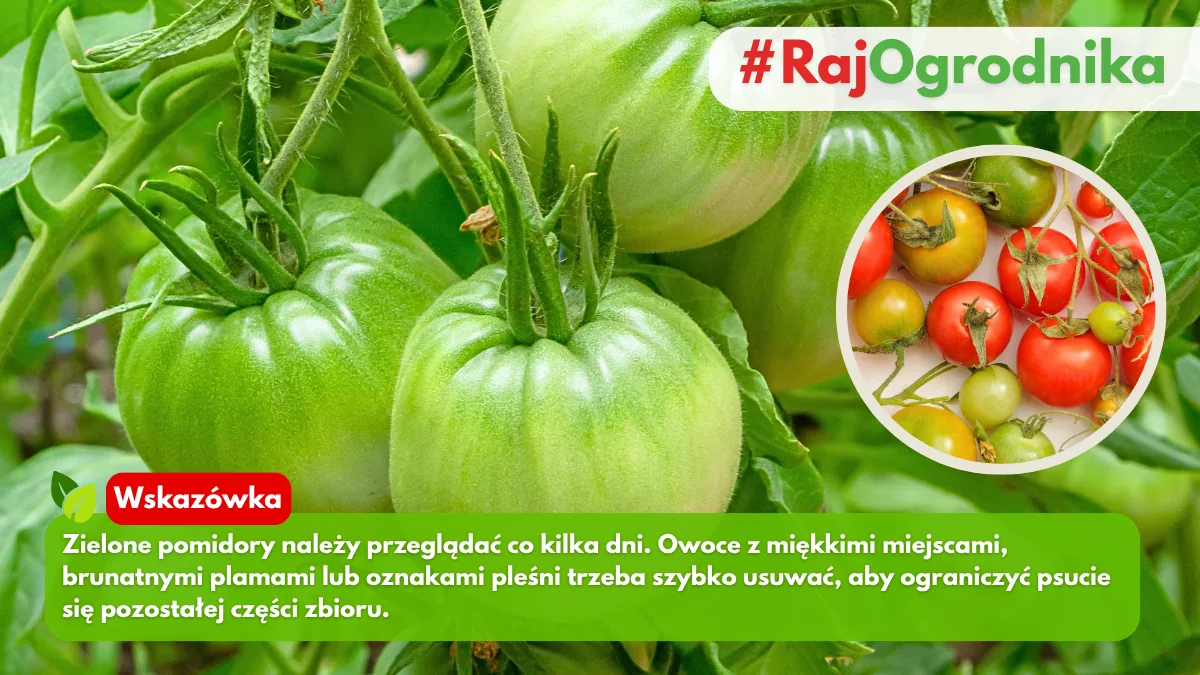 Jak często trzeba przeglądać zielone pomidory po zbiorze blog sklep rajogrodnika